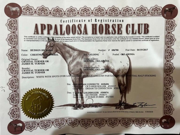 American Quarter Horse Gelding 8 years 16 hh Chestnut in Hillsboro KY