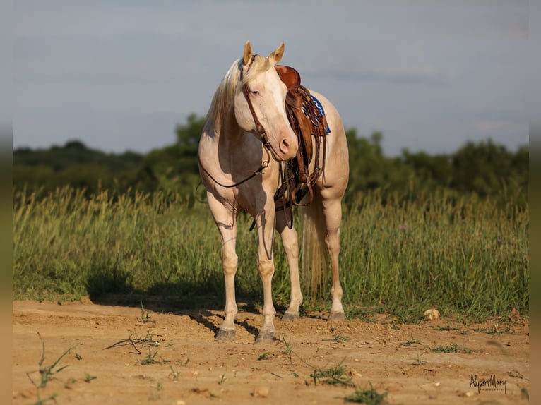 American Quarter Horse Gelding 8 years 16 hh Cremello in Bellevue, IA