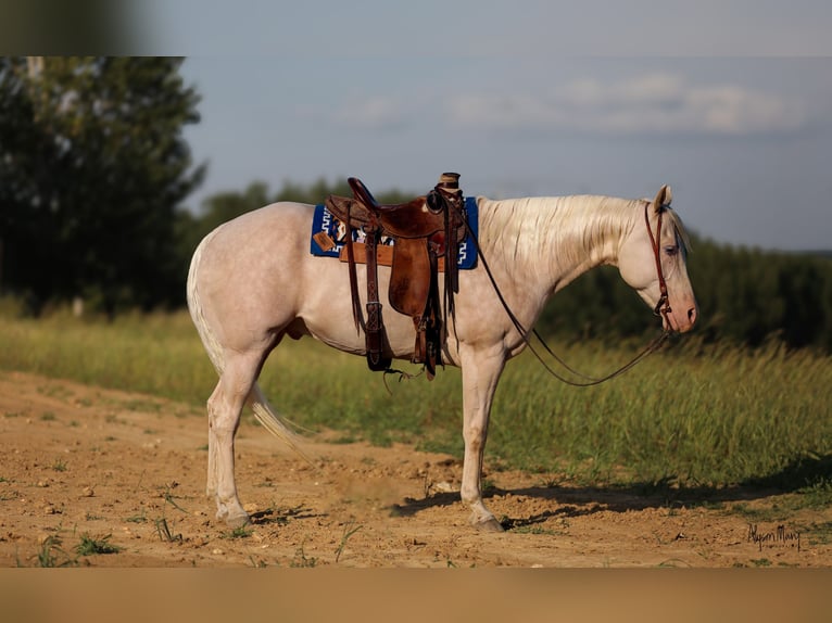 American Quarter Horse Gelding 8 years 16 hh Cremello in Bellevue, IA