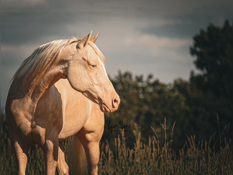 American Quarter Horse Gelding 8 years 16 hh Cremello in Bellevue, IA