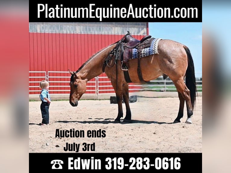 American Quarter Horse Gelding 8 years 16 hh Dun in fAIRBANKS iOWA