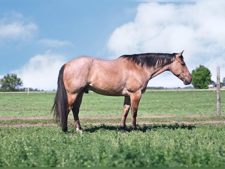 American Quarter Horse Gelding 8 years 16 hh Dun in fAIRBANKS iOWA