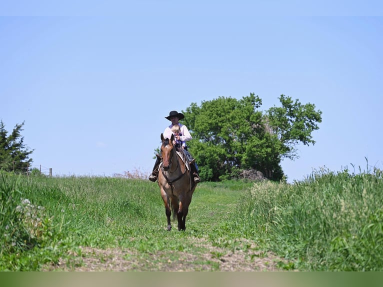 American Quarter Horse Gelding 8 years 16 hh Dun in fAIRBANKS iOWA