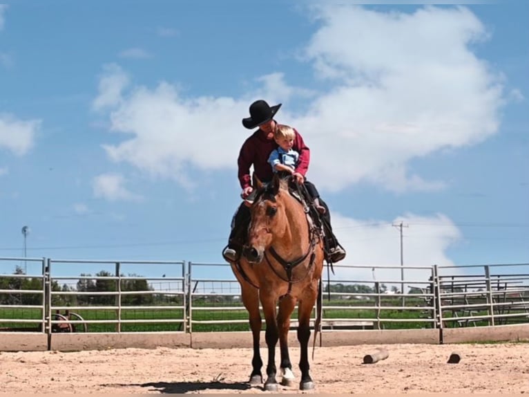 American Quarter Horse Gelding 8 years 16 hh Dun in fAIRBANKS iOWA