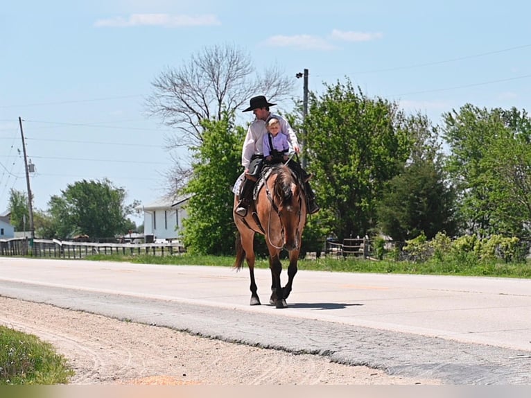 American Quarter Horse Gelding 8 years 16 hh Dun in fAIRBANKS iOWA