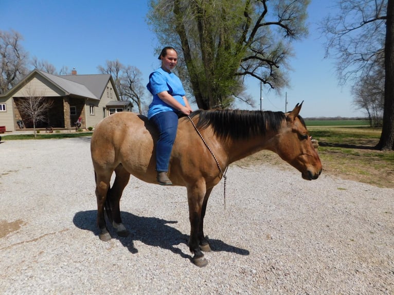 American Quarter Horse Gelding 8 years 16 hh Dun in fAIRBANKS iOWA