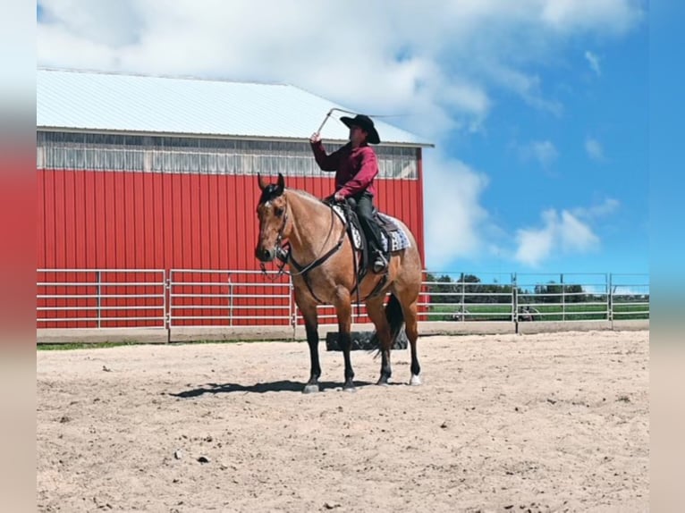 American Quarter Horse Gelding 8 years 16 hh Dun in fAIRBANKS iOWA