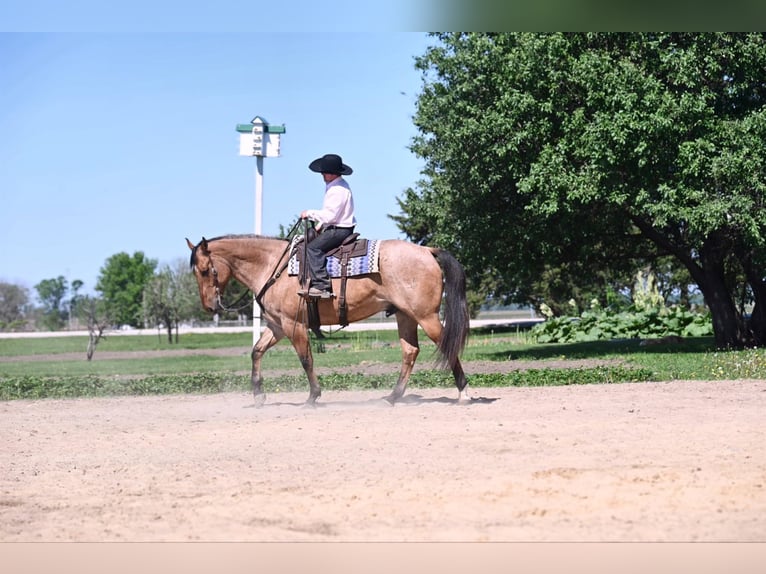 American Quarter Horse Gelding 8 years 16 hh Dun in fAIRBANKS iOWA