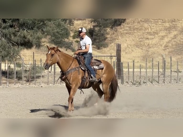 American Quarter Horse Gelding 8 years 16 hh Dun in Paicines CA