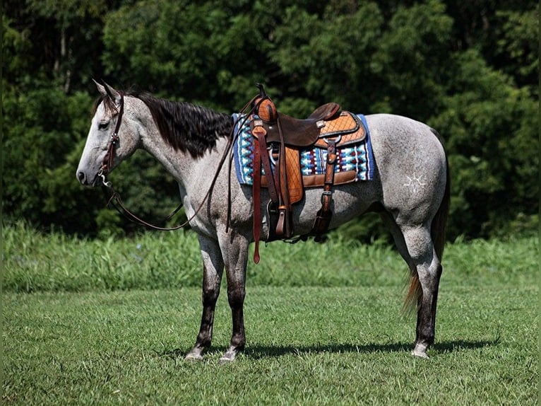 American Quarter Horse Gelding 8 years 16 hh Gray in Mount Vernon