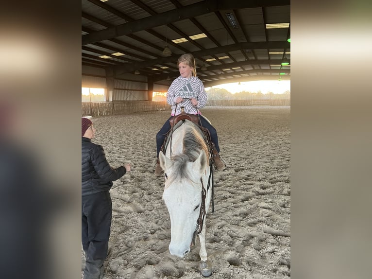 American Quarter Horse Gelding 8 years 16 hh Grey in Defuniak Springs Florida