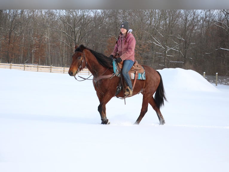 American Quarter Horse Gelding 8 years 16 hh Roan-Bay in Howell MI