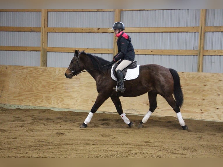 American Quarter Horse Gelding 8 years 16 hh Roan-Bay in Howell MI