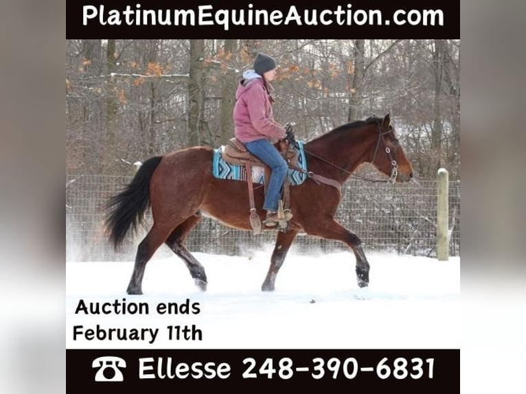 American Quarter Horse Gelding 8 years 16 hh Roan-Bay in Howell MI