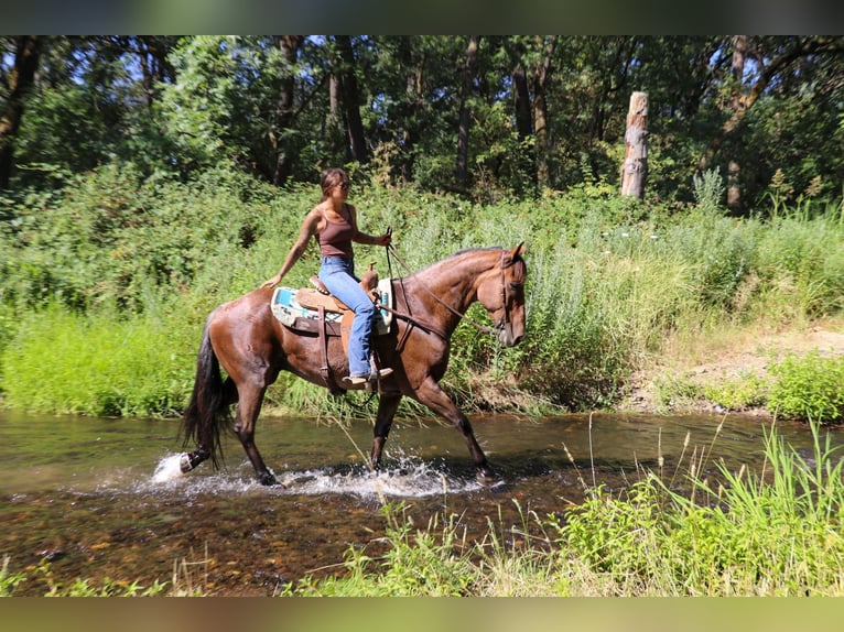 American Quarter Horse Gelding 8 years 16 hh Roan-Bay in Pleasant Grove CA