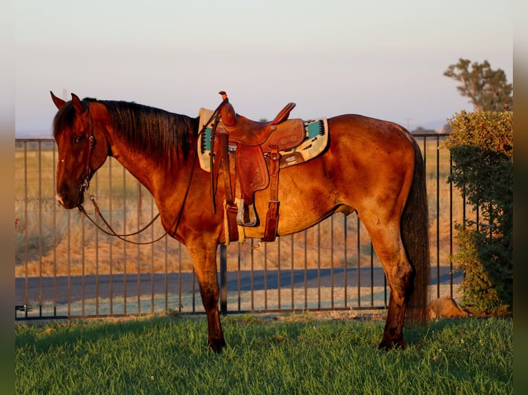 American Quarter Horse Gelding 8 years 16 hh Roan-Bay in Pleasant Grove CA