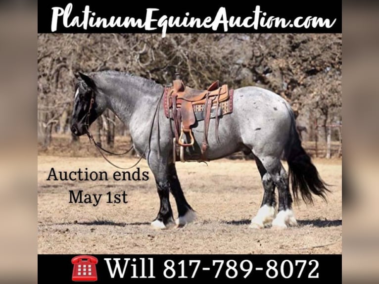 American Quarter Horse Gelding 8 years 16 hh Roan-Blue in Joshua TX