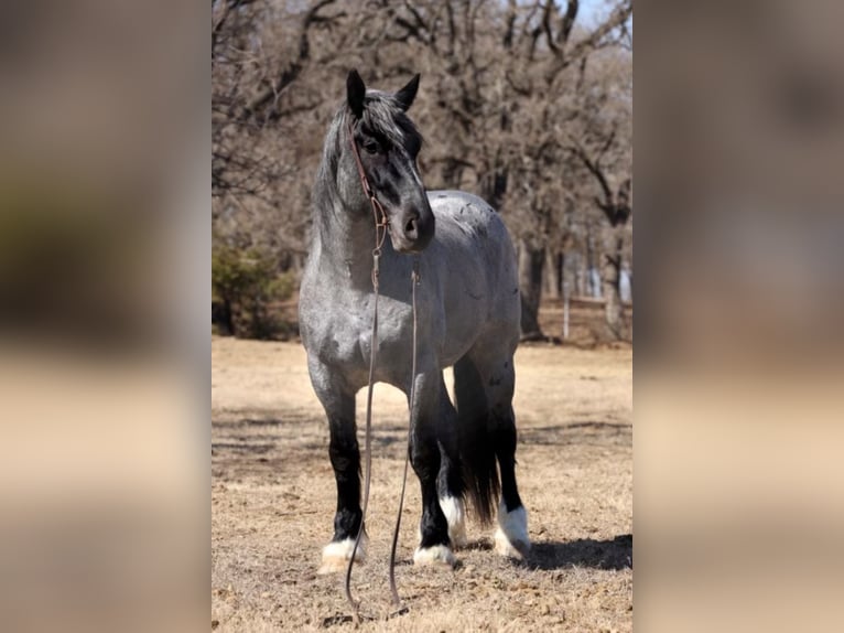 American Quarter Horse Gelding 8 years 16 hh Roan-Blue in Joshua TX