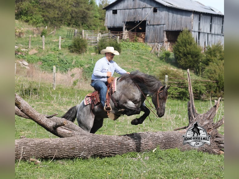 American Quarter Horse Gelding 8 years 16 hh Roan-Blue in Mount Vernon