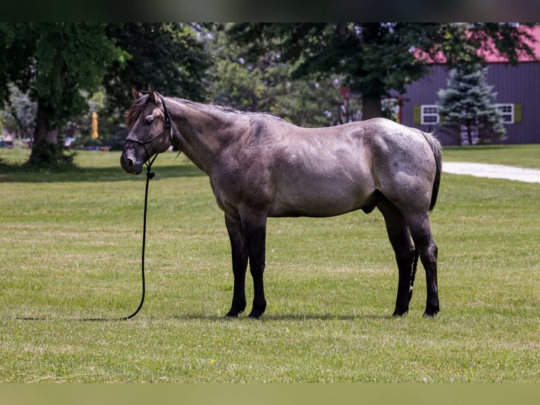 American Quarter Horse Gelding 8 years 16 hh Roan-Blue in Springfield