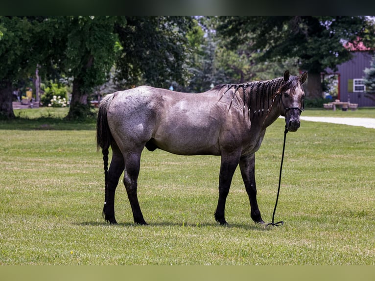 American Quarter Horse Gelding 8 years 16 hh Roan-Blue in Springfield
