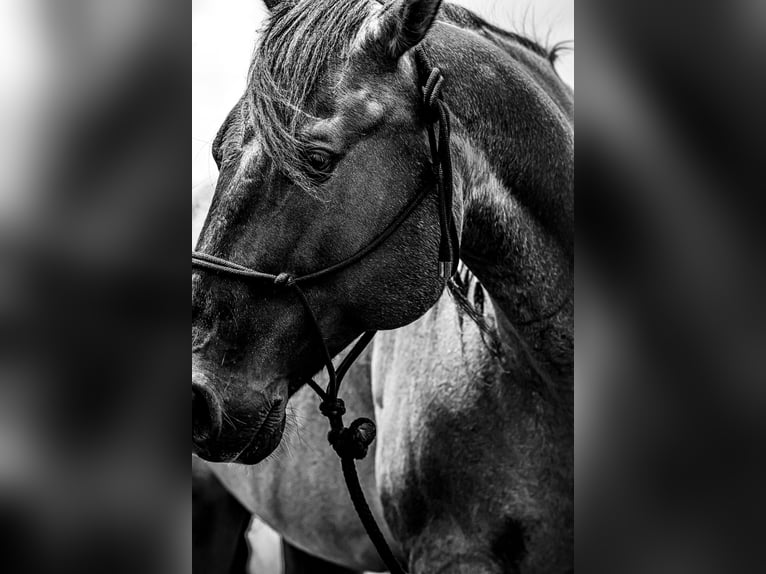 American Quarter Horse Gelding 8 years 16 hh Roan-Blue in Springfield