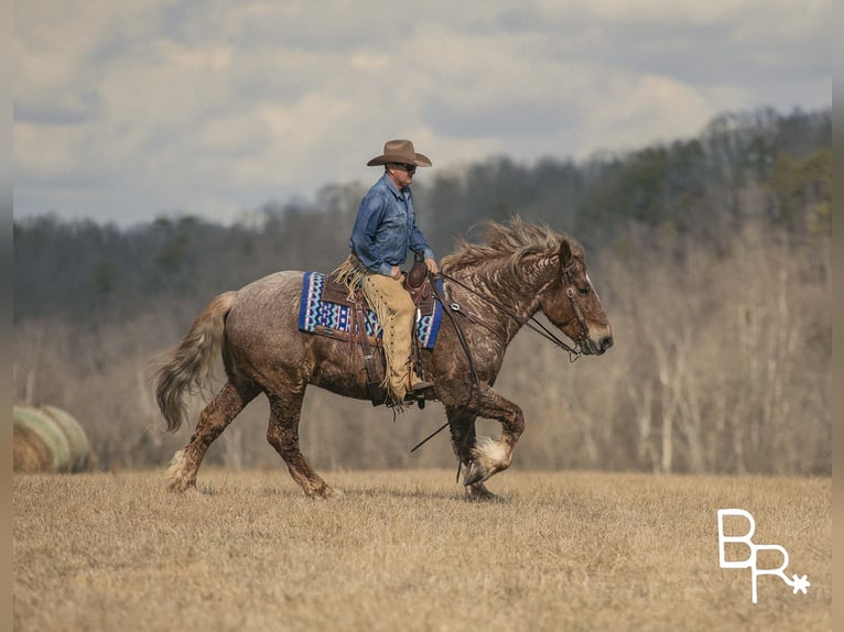 American Quarter Horse Gelding 8 years 16 hh Roan-Red in Mountain Grove MO