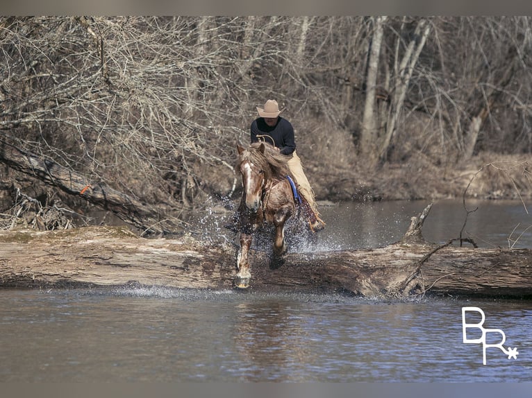 American Quarter Horse Gelding 8 years 16 hh Roan-Red in Mountain Grove MO