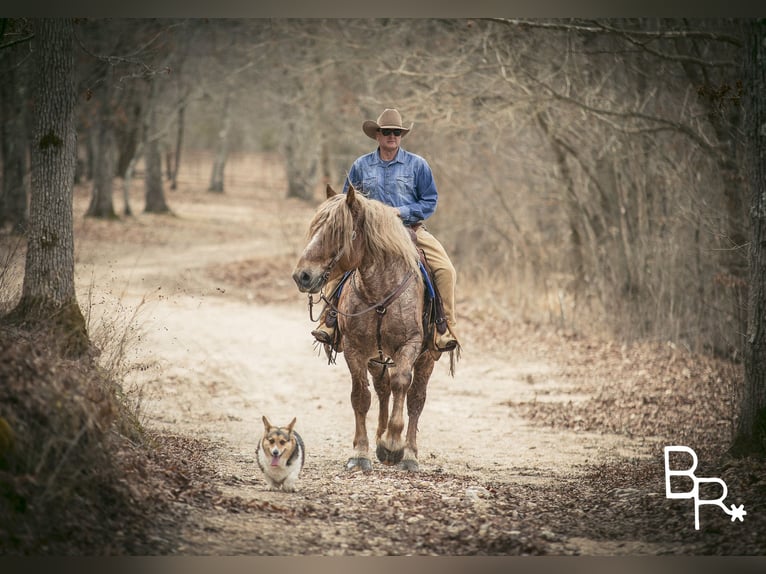 American Quarter Horse Gelding 8 years 16 hh Roan-Red in Mountain Grove MO