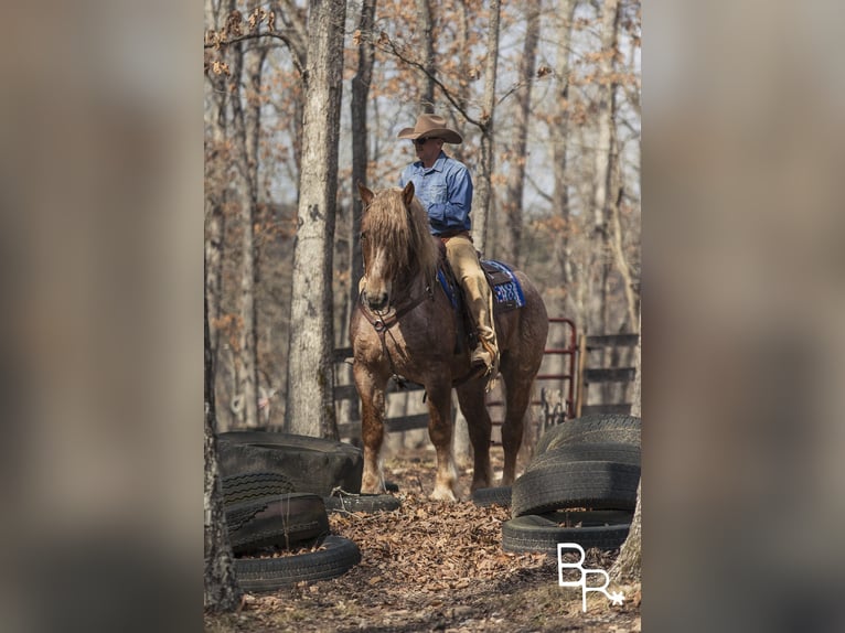 American Quarter Horse Gelding 8 years 16 hh Roan-Red in Mountain Grove MO