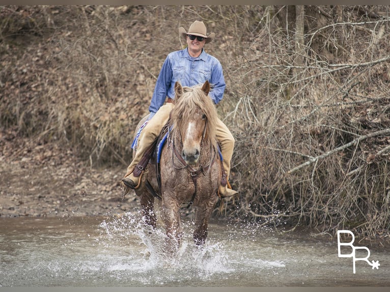 American Quarter Horse Gelding 8 years 16 hh Roan-Red in Mountain Grove MO