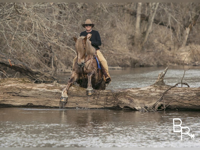 American Quarter Horse Gelding 8 years 16 hh Roan-Red in Mountain Grove MO