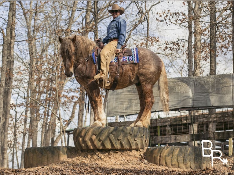 American Quarter Horse Gelding 8 years 16 hh Roan-Red in Mountain Grove MO