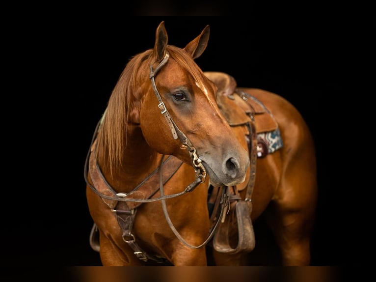 American Quarter Horse Gelding 8 years 16 hh Sorrel in Decorah, IA