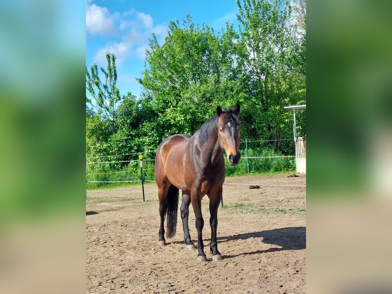 American Quarter Horse Gelding 8 years 16 hh in Bad Zwesten