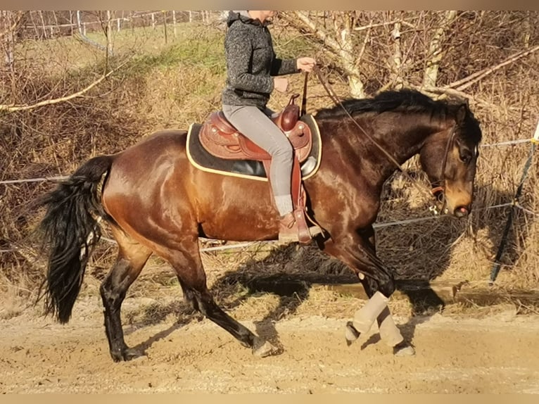 American Quarter Horse Gelding 8 years 16 hh in Bad Zwesten