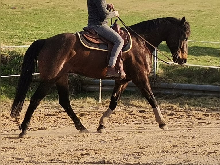 American Quarter Horse Gelding 8 years 16 hh in Bad Zwesten