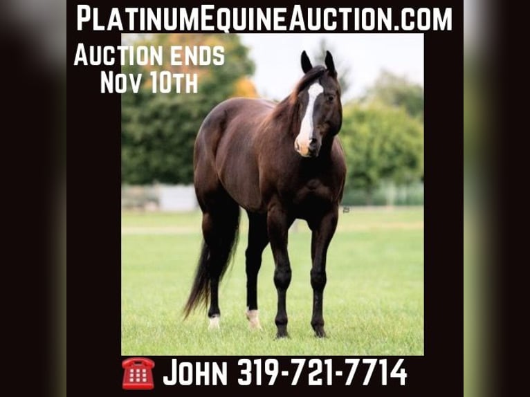 American Quarter Horse Gelding 8 years 16,1 hh Black in Lisbon IA