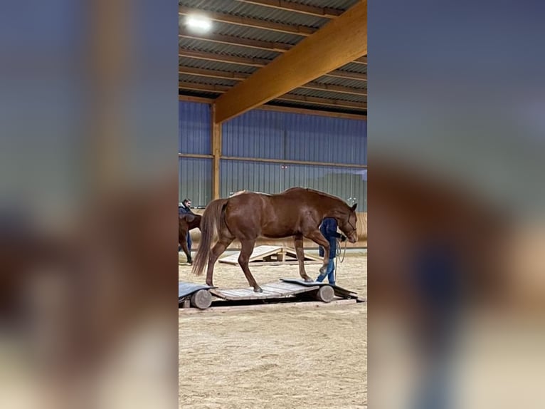 American Quarter Horse Gelding 8 years 16,1 hh Chestnut-Red in Grenzach-Wyhlen
