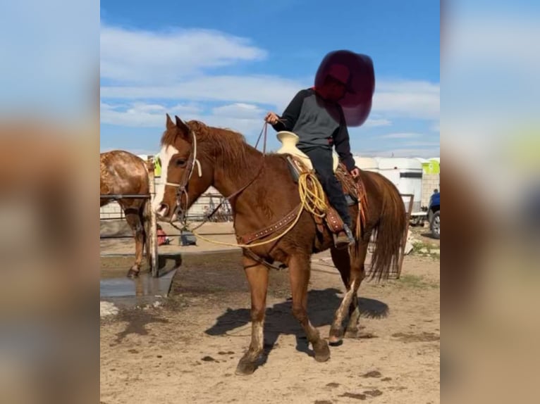 American Quarter Horse Mix Gelding 8 years 19,1 hh Brown in Delano