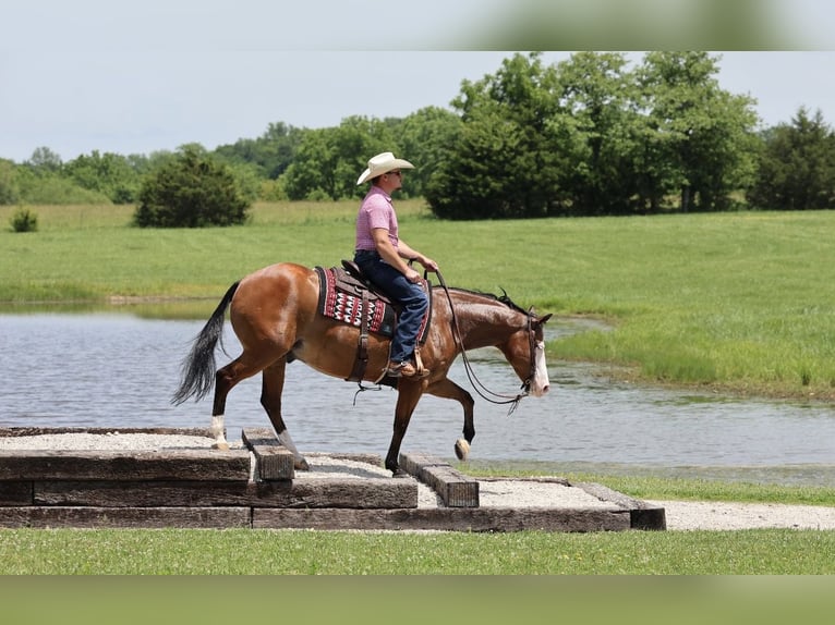 American Quarter Horse Gelding 8 years Bay in Buffalo
