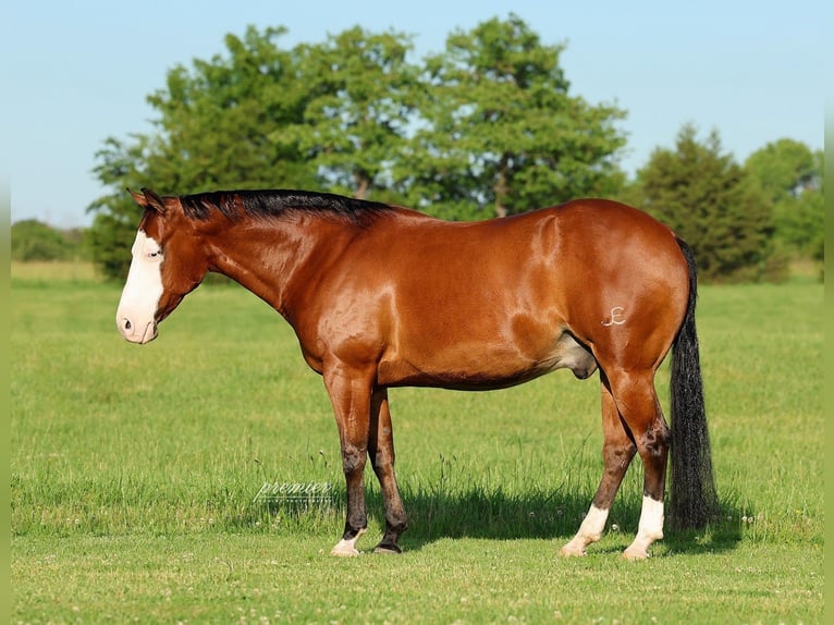 American Quarter Horse Gelding 8 years Bay in Buffalo