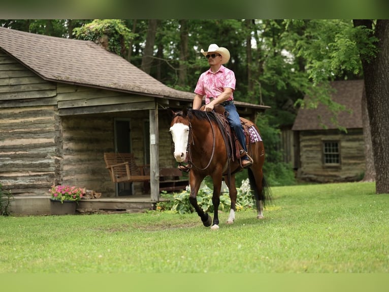 American Quarter Horse Gelding 8 years Bay in Buffalo