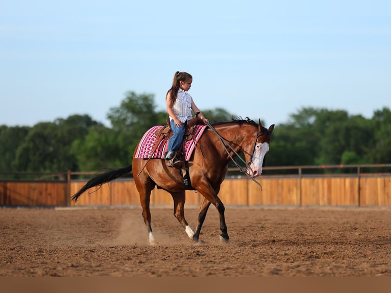 American Quarter Horse Gelding 8 years Bay in Buffalo
