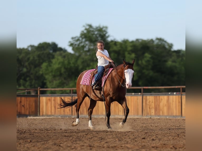 American Quarter Horse Gelding 8 years Bay in Buffalo