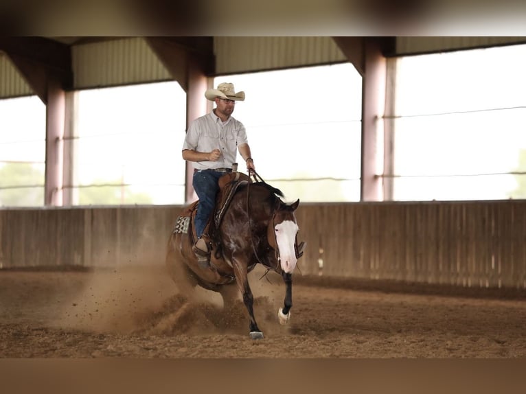 American Quarter Horse Gelding 8 years Bay in Buffalo