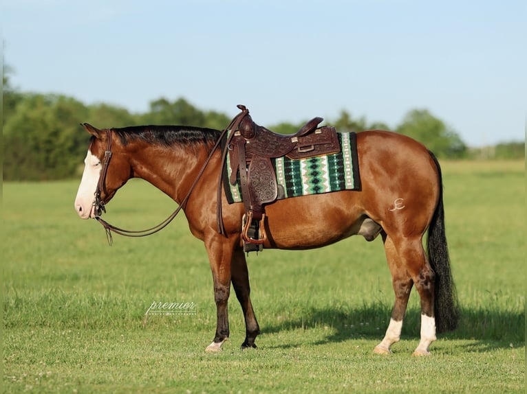 American Quarter Horse Gelding 8 years Bay in Buffalo