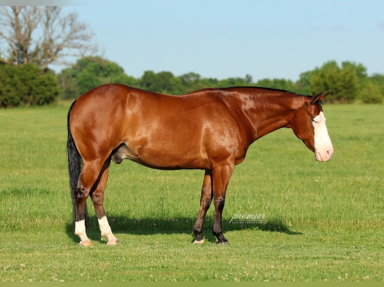American Quarter Horse Gelding 8 years Bay in Buffalo