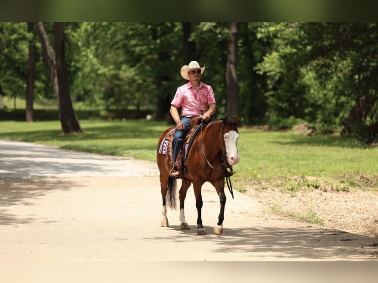 American Quarter Horse Gelding 8 years Bay in Buffalo