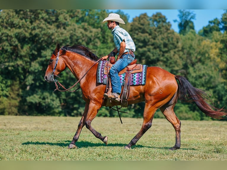 American Quarter Horse Gelding 8 years Bay in Lyles